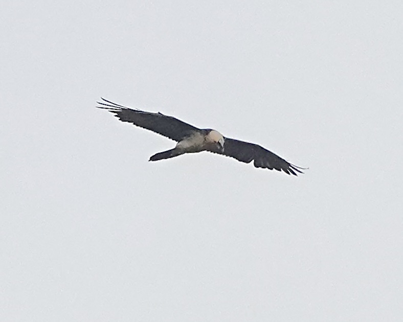 lammergeier
